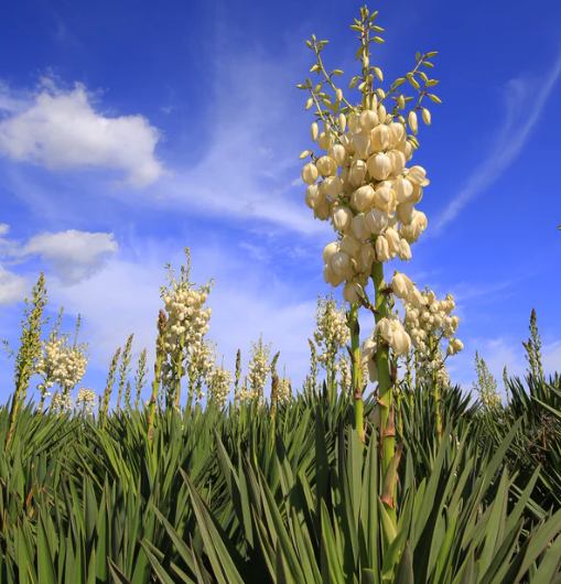 yucca liquid plant.jpg